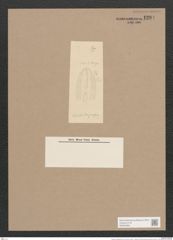 Navicula rovignensis Grun. (de-Toni-Nr.: Genus 1, Species 736) Zeichnungen Sammlung Grunow Nr. 1294 (NHMW-BOT-W0367960)